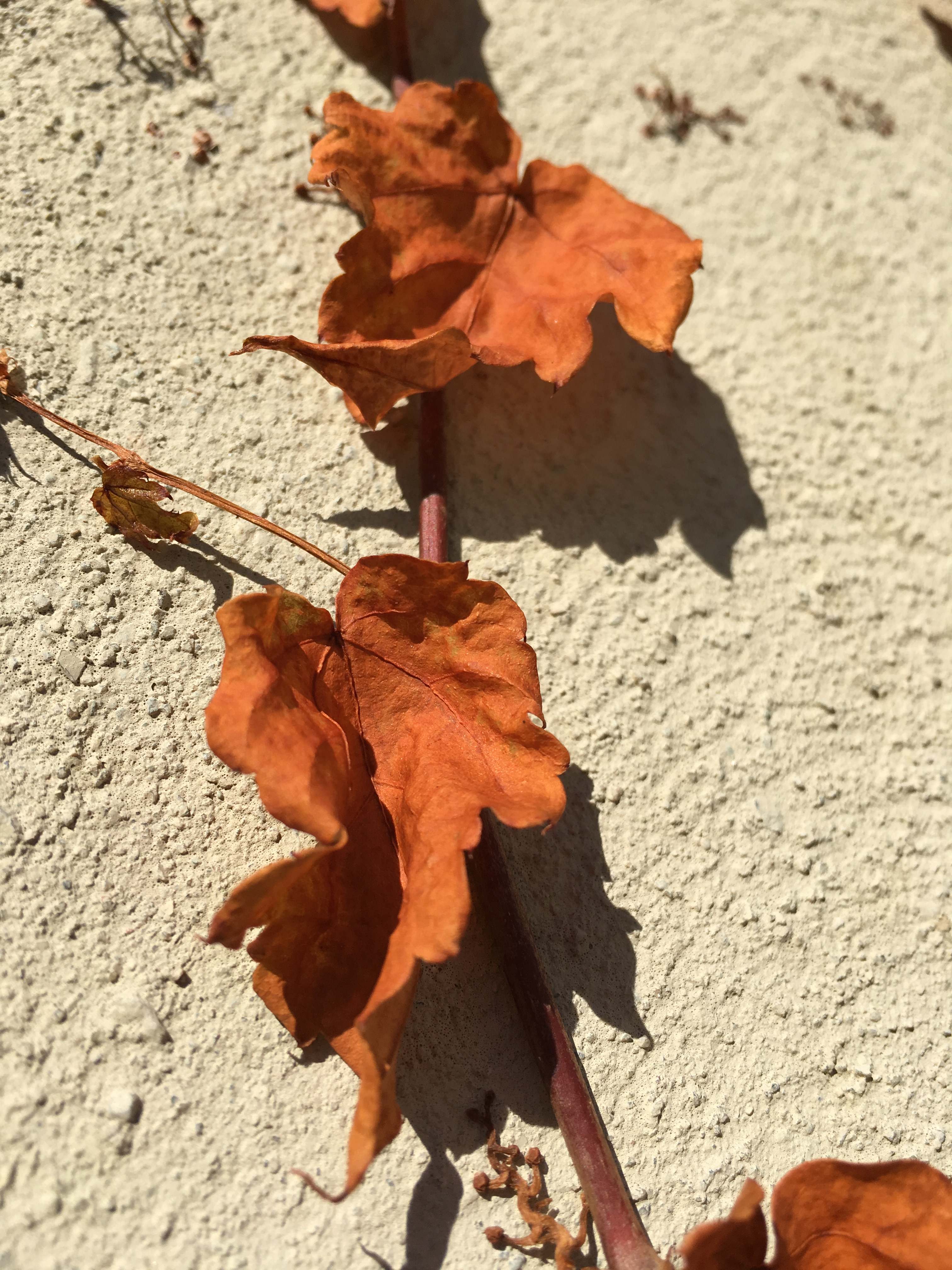 EC93B4E9-BCF8-40C2-B980-0C8BDD1E0C24